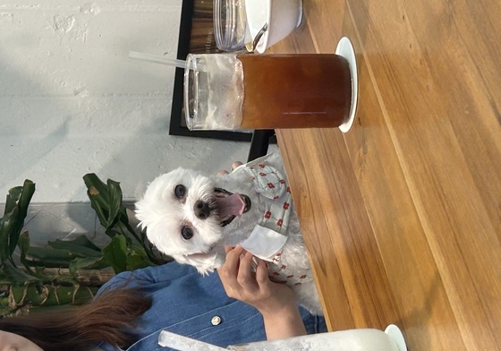 식당·카페 애견 동반 가능 첫날…"오히려 갈 곳 줄었어요"