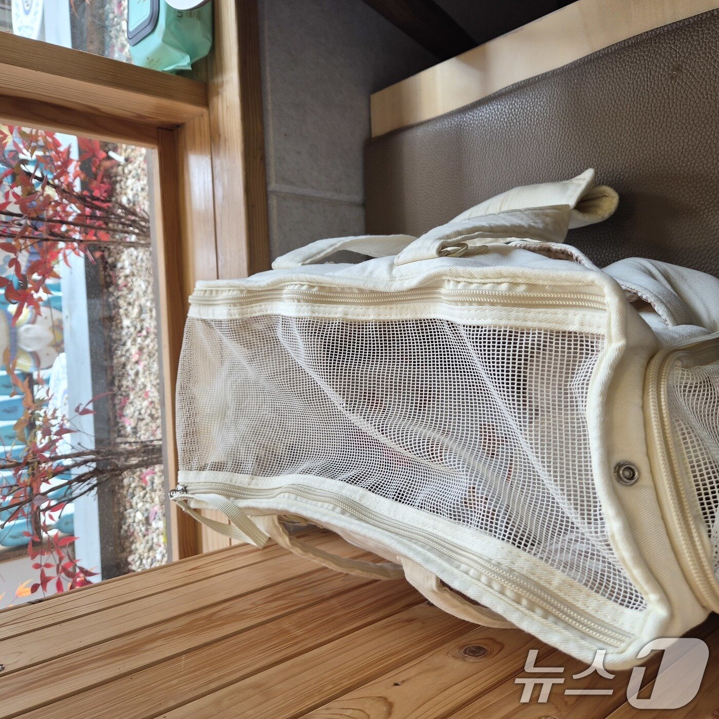 본문 이미지 - 반려동물 카페 출입 자료사진. (독자제공) 2026.3.1 