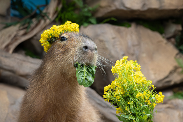롯데월드아쿠아리움, 카피바라 '아로마 테라피' 수조 운영