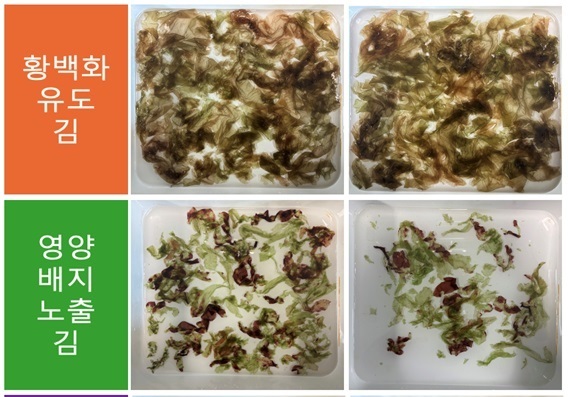 충남도 개발 '김 황백화 치료제' 효능 입증…"어업 현장 보급"