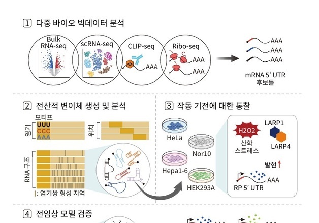 KAIST, 노화·비만에도 잘 작동하는 mRNA 플랫폼 개발