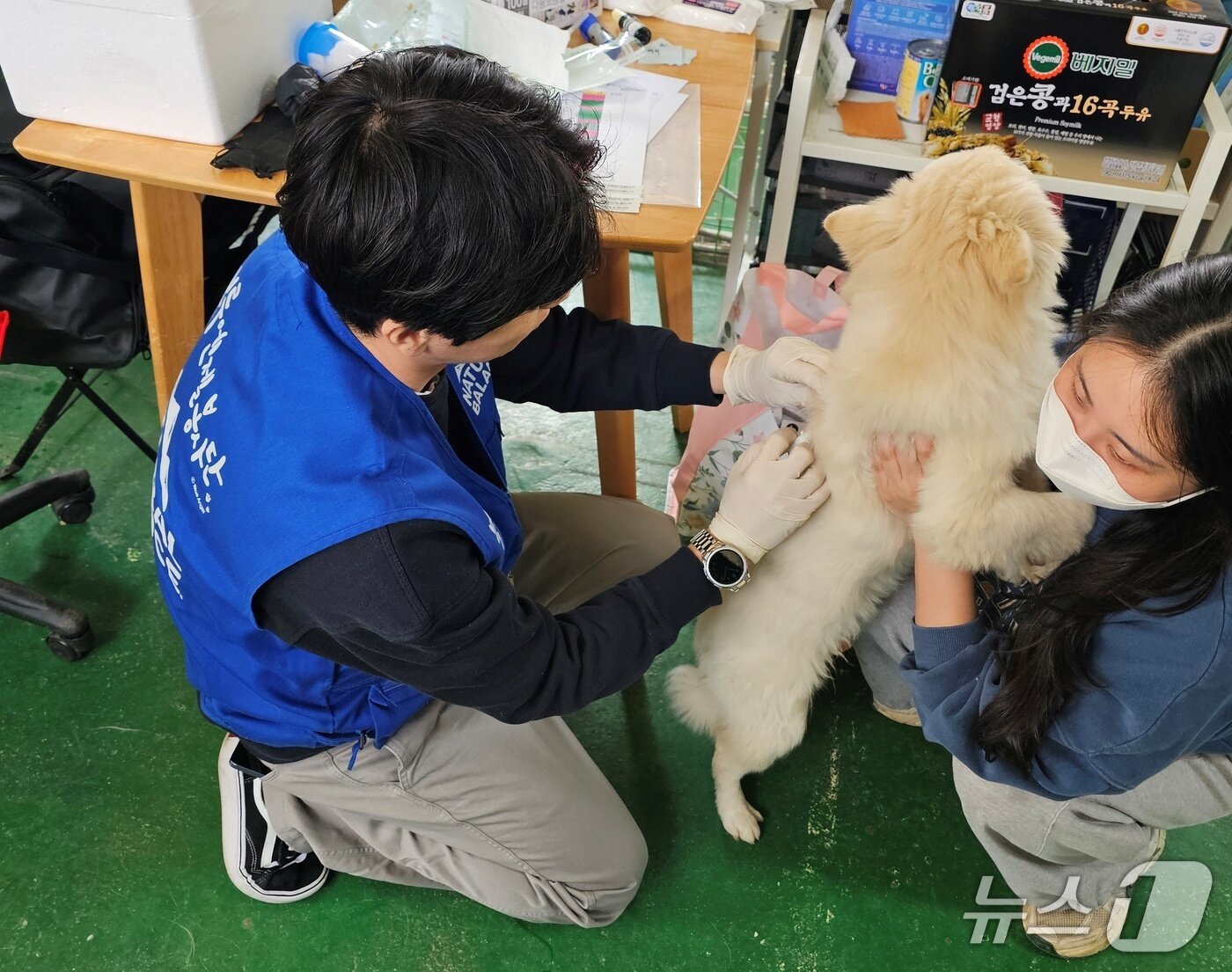 본문 이미지 - 블루엔젤봉사단은 효린과 함께 9일 동물보호소 봉사활동을 진행했다(내추럴발란스 제공). ⓒ 뉴스1