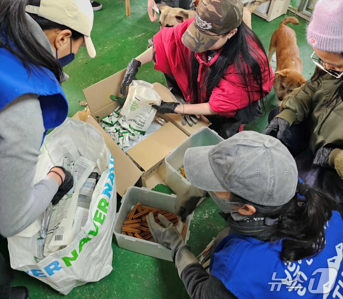 본문 이미지 - 블루엔젤봉사단은 효린과 함께 9일 동물보호소 봉사활동을 진행했다(내추럴발란스 제공). ⓒ 뉴스1