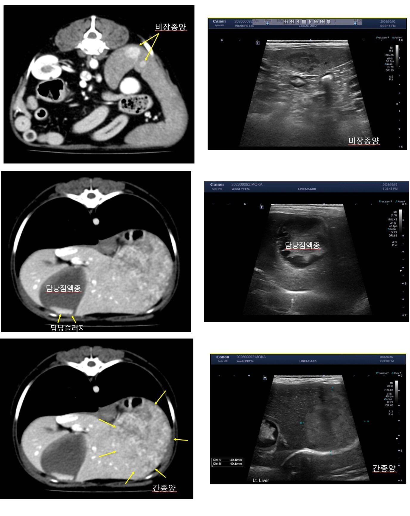 본문 이미지 - 14세 고령견에서 발견된 다발성 복강 내 장기 이상(월드펫동물메디컬센터 제공) ⓒ 뉴스1