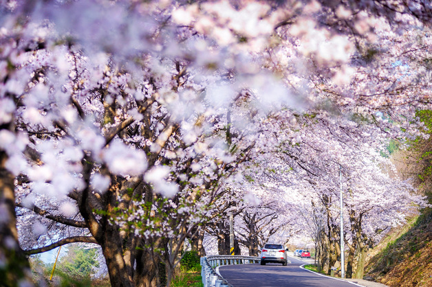 황홀한 꽃대궐 펼쳐지는 남해군으로 오세요