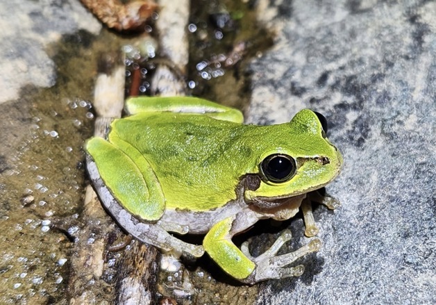 국내 섬 156곳서 개구리 12종 확인…육지와 다른 유전자형