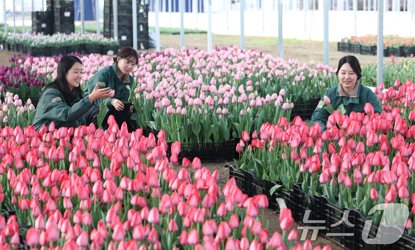 본문 이미지 - 에버랜드 튤립축제 개막을 열흘 앞둔 10일 경기 용인시 처인구 에버랜드 식물 하우스에서 직원들이 만개를 앞둔 튤립들의 상태를 살펴보며 봄맞이 준비를 하고 있다. 2026.3.10 ⓒ 뉴스1 김영운 기자