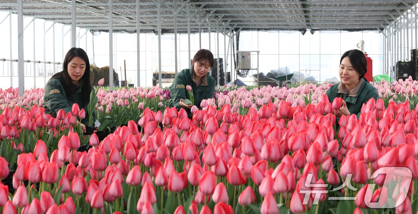 본문 이미지 - 에버랜드 튤립축제 개막을 열흘 앞둔 10일 경기 용인시 처인구 에버랜드 식물 하우스에서 직원들이 만개를 앞둔 튤립들의 상태를 살펴보며 봄맞이 준비를 하고 있다. 2026.3.10 ⓒ 뉴스1 김영운 기자