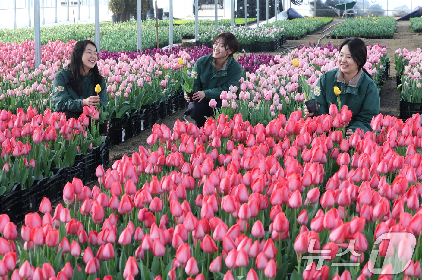 본문 이미지 - 에버랜드 튤립축제 개막을 열흘 앞둔 10일 경기 용인시 처인구 에버랜드 식물 하우스에서 직원들이 만개를 앞둔 튤립들의 상태를 살펴보며 봄맞이 준비를 하고 있다. 에버랜드는 오는 20일부터 4월 말까지 튤립, 수선화, 무스카리 등 100여 종 120만 송이 봄꽃이 만발하는 튤립축제를 개최한다. 2026.3.10 ⓒ 뉴스1 김영운 기자