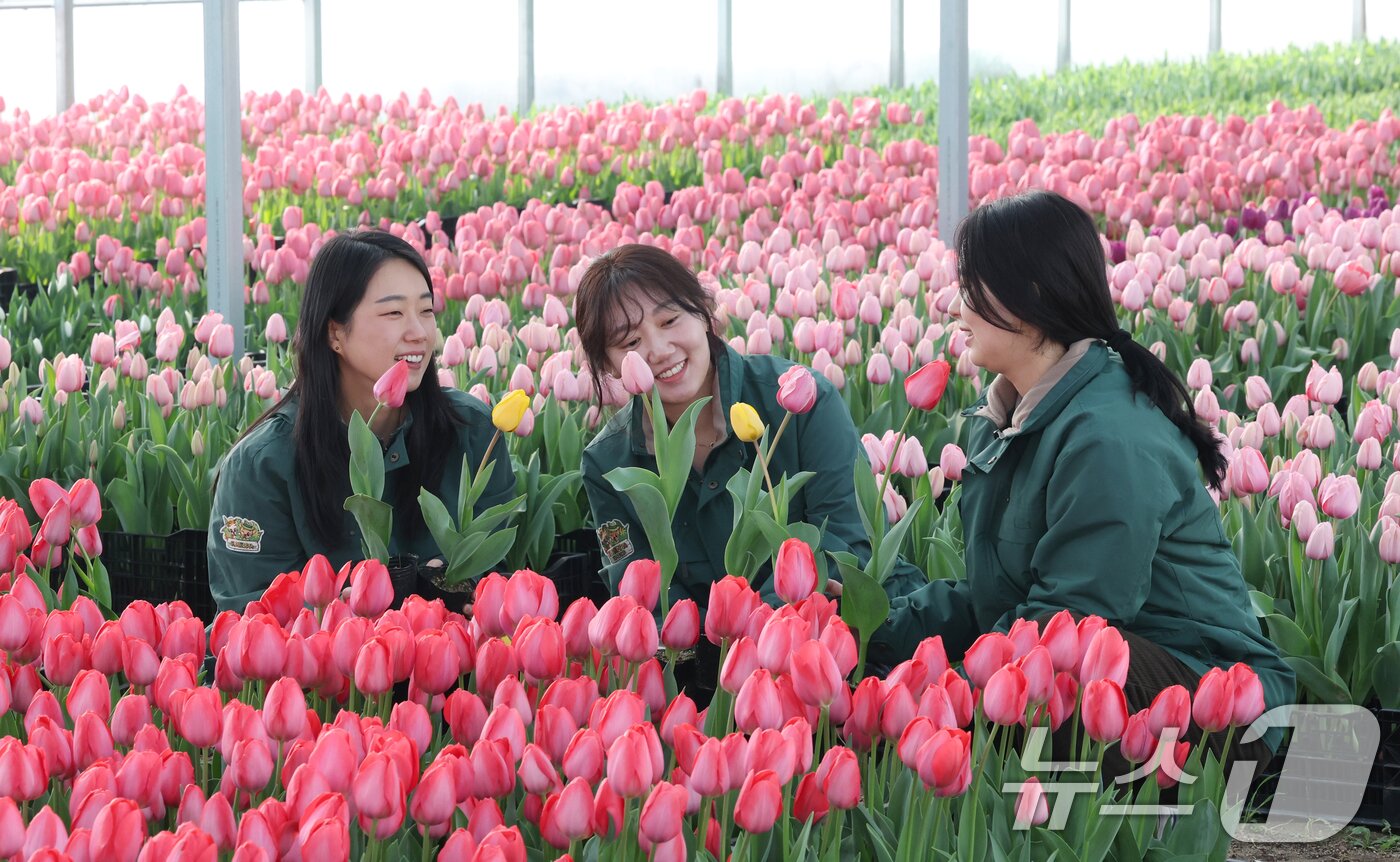 본문 이미지 - 에버랜드 튤립축제 개막을 열흘 앞둔 10일 경기 용인시 처인구 에버랜드 식물 하우스에서 직원들이 만개를 앞둔 튤립들의 상태를 살펴보며 봄맞이 준비를 하고 있다. 2026.3.10 ⓒ 뉴스1 김영운 기자