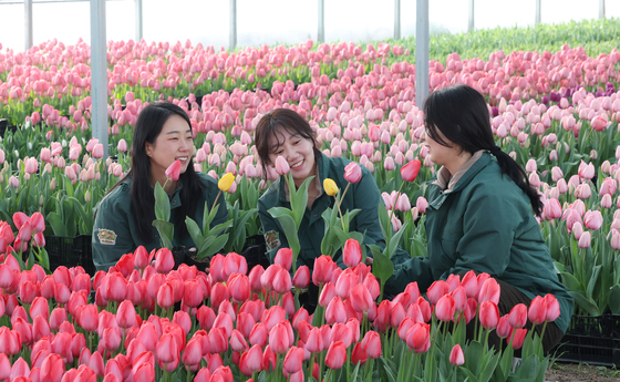 "120만 송이 튤립의 향연"…에버랜드, 20일 봄 시즌 축제 개막