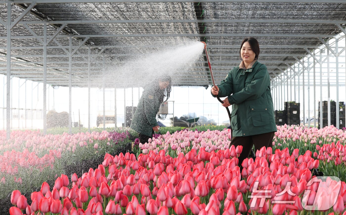 본문 이미지 - 에버랜드 튤립축제 개막을 열흘 앞둔 10일 경기 용인시 처인구 에버랜드 식물 하우스에서 직원들이 만개를 앞둔 튤립들의 상태를 살펴보며 봄맞이 준비를 하고 있다. 2026.3.10 ⓒ 뉴스1 김영운 기자