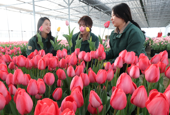 [뉴스1 PICK] "꽃샘추위 뚫고 찾아왔나 봄"… 에버랜드 튤립축제 3월 20일 개막