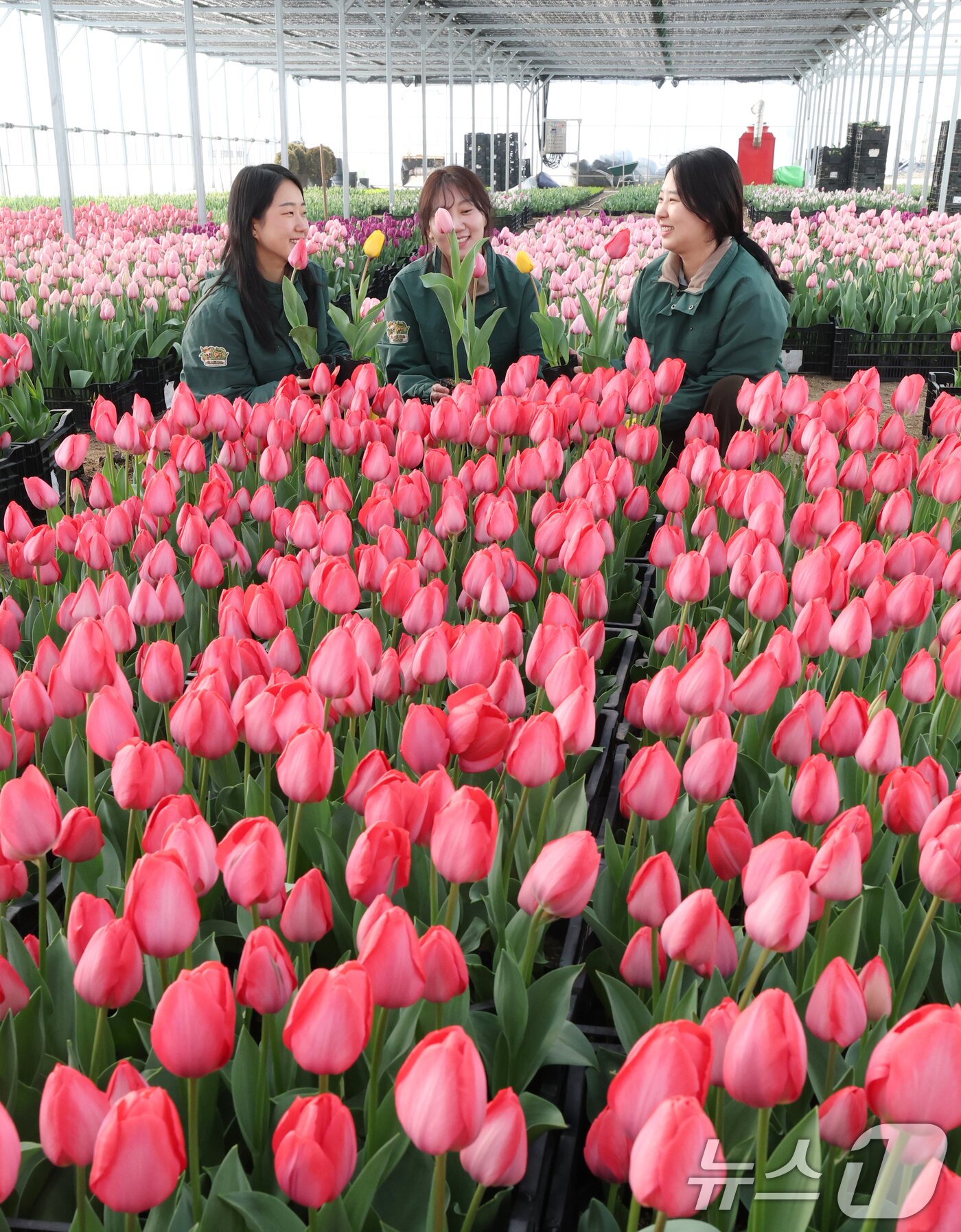 본문 이미지 - 에버랜드 튤립축제 개막을 열흘 앞둔 10일 경기 용인시 처인구 에버랜드 식물 하우스에서 직원들이 만개를 앞둔 튤립들의 상태를 살펴보며 봄맞이 준비를 하고 있다. 2026.3.10 ⓒ 뉴스1 김영운 기자