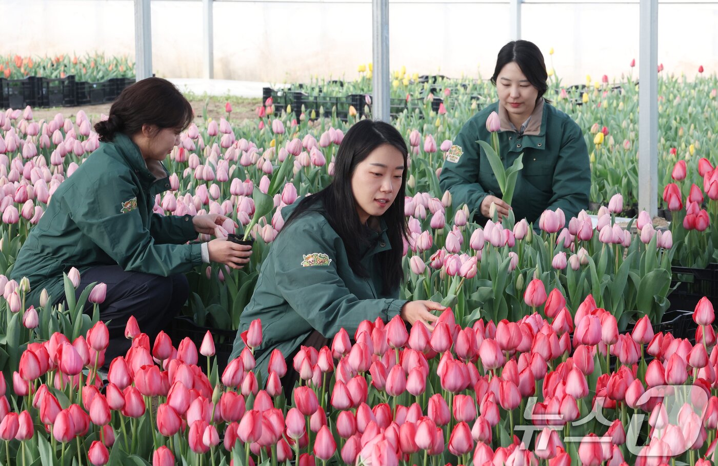 본문 이미지 - 에버랜드 튤립축제 개막을 열흘 앞둔 10일 경기 용인시 처인구 에버랜드 식물 하우스에서 직원들이 만개를 앞둔 튤립들의 상태를 살펴보며 봄맞이 준비를 하고 있다. 2026.3.10 ⓒ 뉴스1 김영운 기자