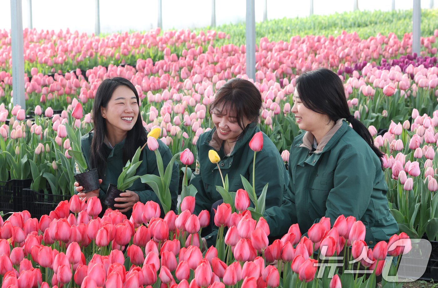 본문 이미지 - 에버랜드 튤립축제 개막을 열흘 앞둔 10일 경기 용인시 처인구 에버랜드 식물 하우스에서 직원들이 만개를 앞둔 튤립들의 상태를 살펴보며 봄맞이 준비를 하고 있다. 2026.3.10 ⓒ 뉴스1 김영운 기자
