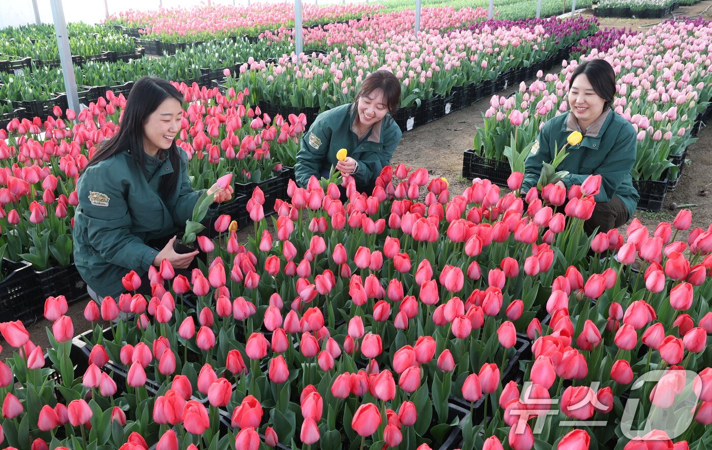 본문 이미지 - 에버랜드 튤립축제 개막을 열흘 앞둔 10일 경기 용인시 처인구 에버랜드 식물 하우스에서 직원들이 만개를 앞둔 튤립들의 상태를 살펴보며 봄맞이 준비를 하고 있다. 2026.3.10 ⓒ 뉴스1 김영운 기자