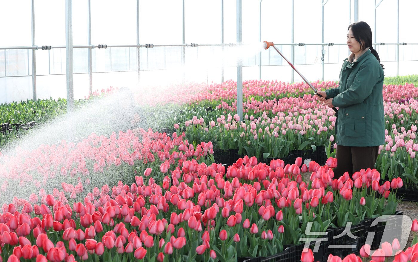 본문 이미지 - 에버랜드 튤립축제 개막을 열흘 앞둔 10일 경기 용인시 처인구 에버랜드 식물 하우스에서 직원들이 만개를 앞둔 튤립들의 상태를 살펴보며 봄맞이 준비를 하고 있다. 2026.3.10 ⓒ 뉴스1 김영운 기자