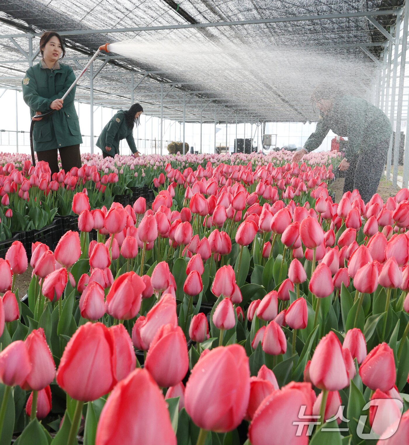 본문 이미지 - 에버랜드 튤립축제 개막을 열흘 앞둔 10일 경기 용인시 처인구 에버랜드 식물 하우스에서 직원들이 만개를 앞둔 튤립들의 상태를 살펴보며 봄맞이 준비를 하고 있다. 2026.3.10 ⓒ 뉴스1 김영운 기자