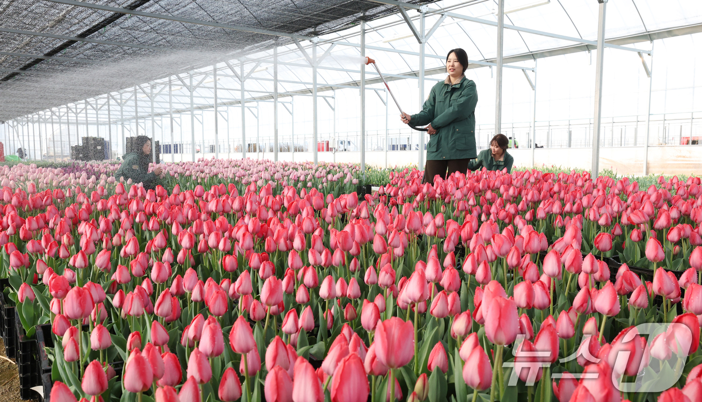 (용인=뉴스1) 김영운 기자 = 에버랜드 튤립축제 개막을 열흘 앞둔 10일 경기 용인시 처인구 에버랜드 식물 하우스에서 직원들이 만개를 앞둔 튤립들의 상태를 살펴보며 봄맞이 준비를 …