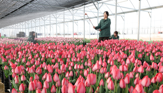에버랜드 튤립축제 3월 20일 개막