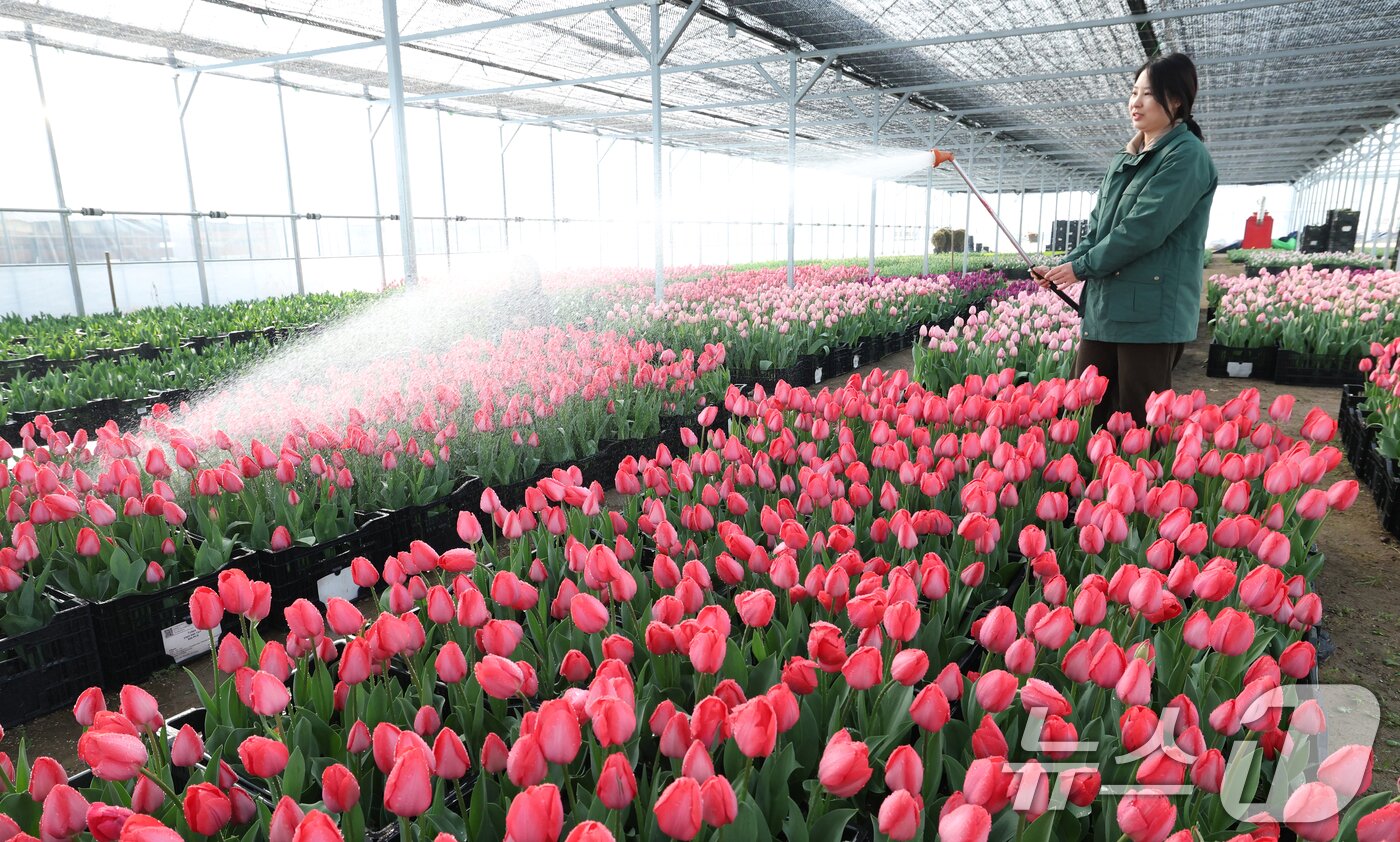본문 이미지 - 에버랜드 튤립축제 개막을 열흘 앞둔 10일 경기 용인시 처인구 에버랜드 식물 하우스에서 직원들이 만개를 앞둔 튤립들의 상태를 살펴보며 봄맞이 준비를 하고 있다. 2026.3.10 ⓒ 뉴스1 김영운 기자