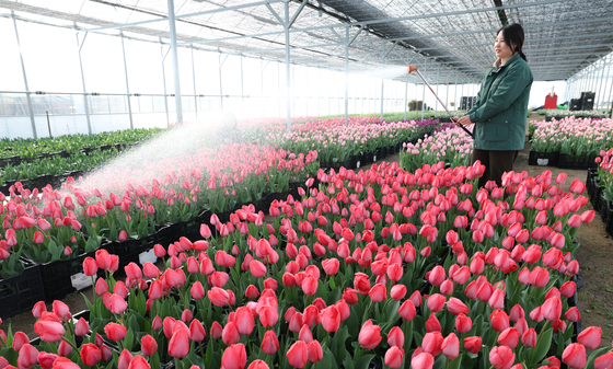 에버랜드 튤립축제 3월 20일 개막