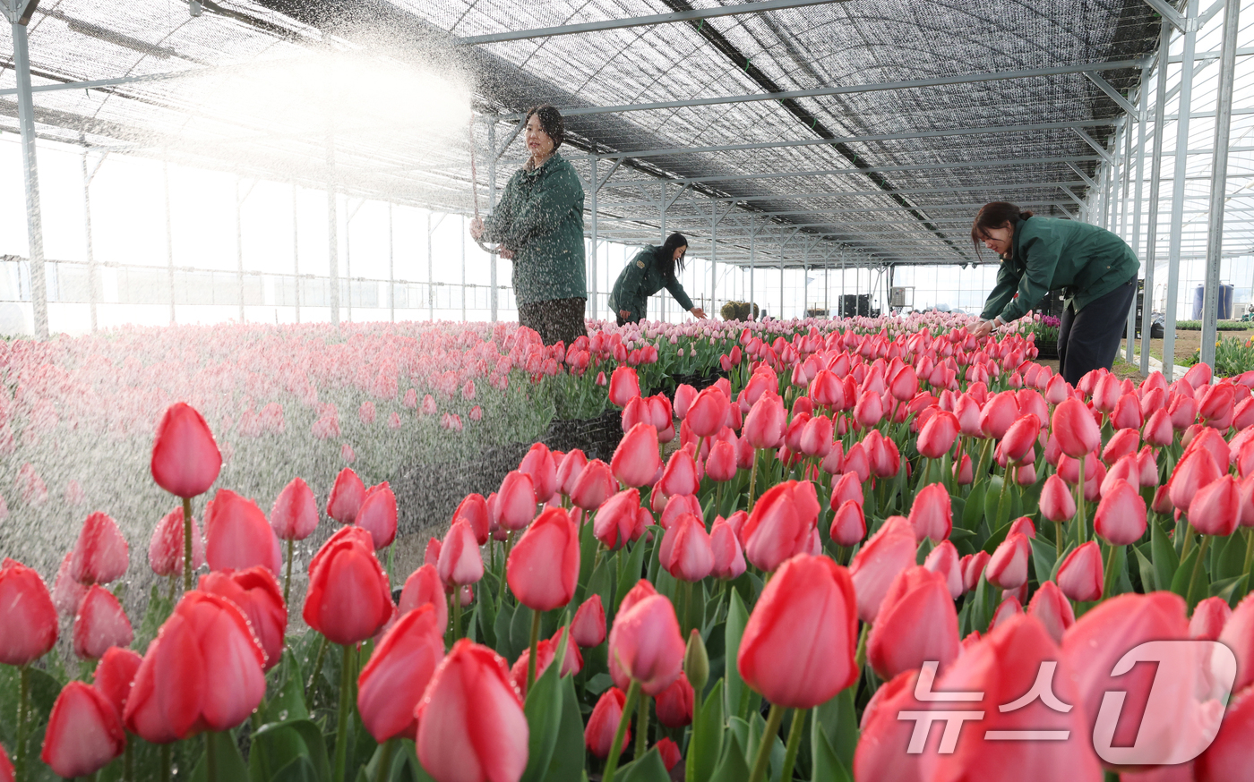 (용인=뉴스1) 김영운 기자 = 에버랜드 튤립축제 개막을 열흘 앞둔 10일 경기 용인시 처인구 에버랜드 식물 하우스에서 직원들이 만개를 앞둔 튤립들의 상태를 살펴보며 봄맞이 준비를 …