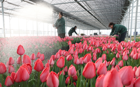 튤립축제 앞두고 분주한 식물 하우스