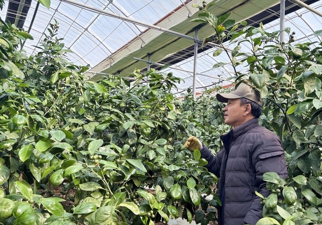 "3주 7000리터 쓰는데 접어야 하나"…등유값도 뛰자 제주 감귤 농가 '시름'