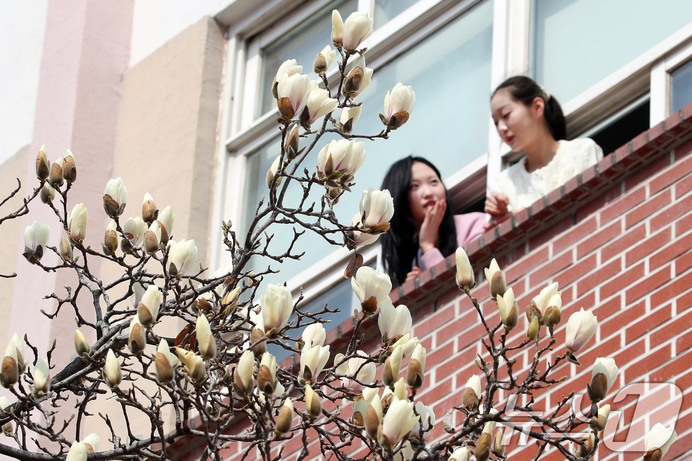 (대구=뉴스1) 공정식 기자 = 10일 오전 대구 북구 영진전문대 복현캠퍼스에서 꽃망울을 터뜨린 목련이 봄소식을 전하고 있다. 2026.3.10/뉴스1
