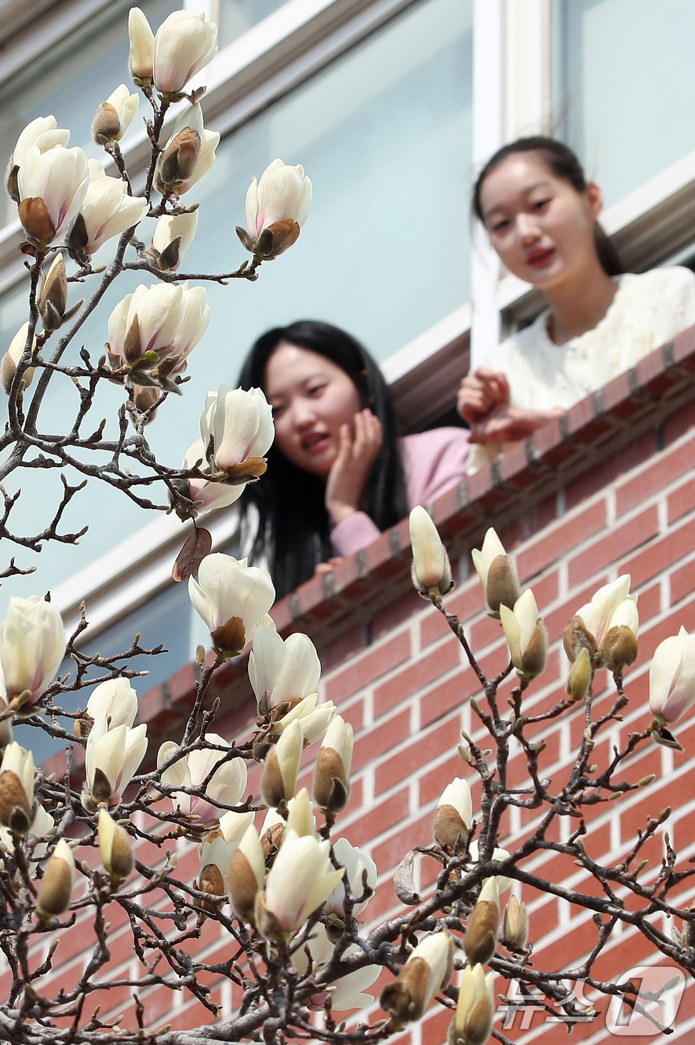 (대구=뉴스1) 공정식 기자 = 10일 오전 대구 북구 영진전문대 복현캠퍼스에서 꽃망울을 터뜨린 목련이 봄소식을 전하고 있다. 2026.3.10/뉴스1