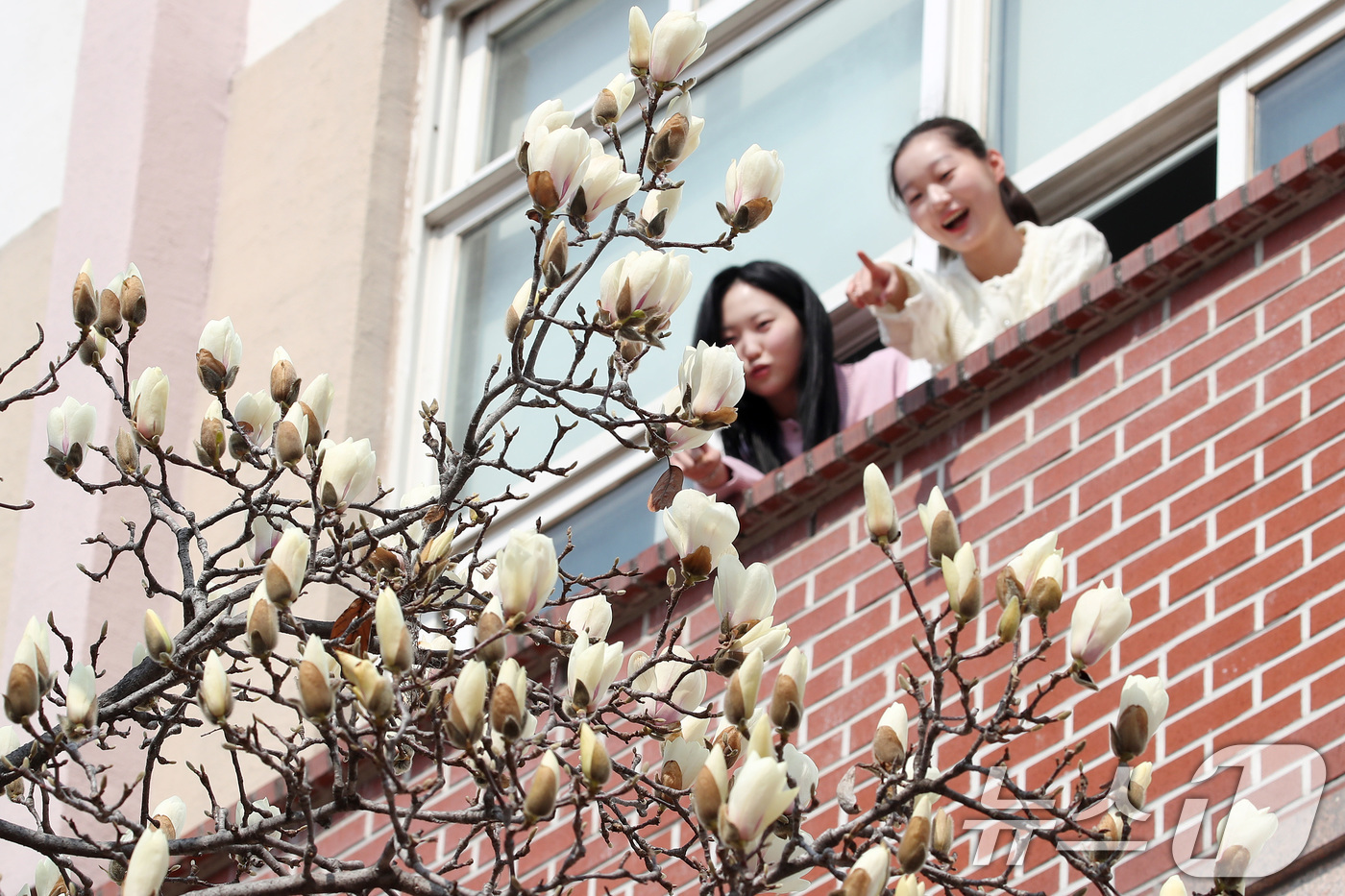 (대구=뉴스1) 공정식 기자 = 10일 오전 대구 북구 영진전문대 복현캠퍼스에서 꽃망울을 터뜨린 목련이 봄소식을 전하고 있다. 2026.3.10/뉴스1