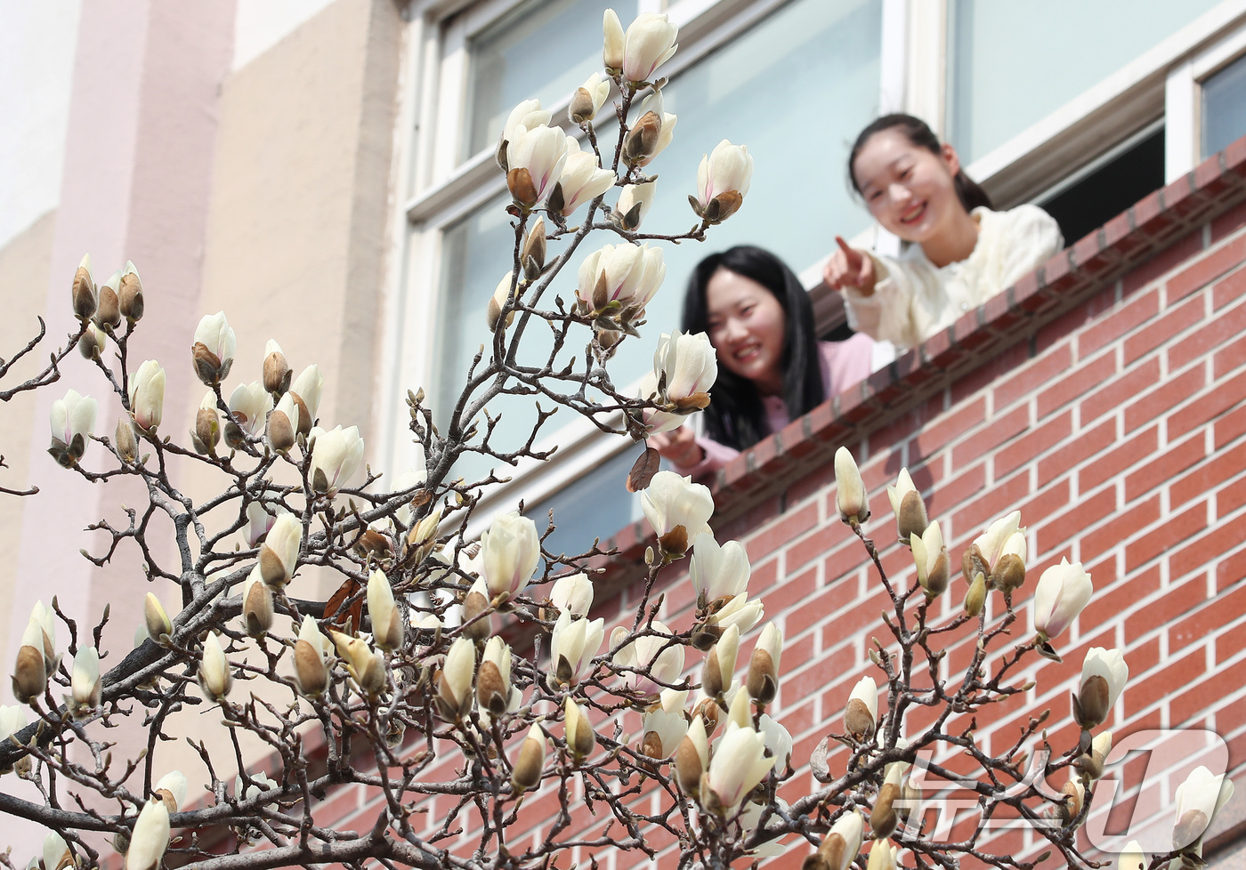 (대구=뉴스1) 공정식 기자 = 10일 오전 대구 북구 영진전문대 복현캠퍼스에서 꽃망울을 터뜨린 목련이 봄소식을 전하고 있다. 2026.3.10/뉴스1