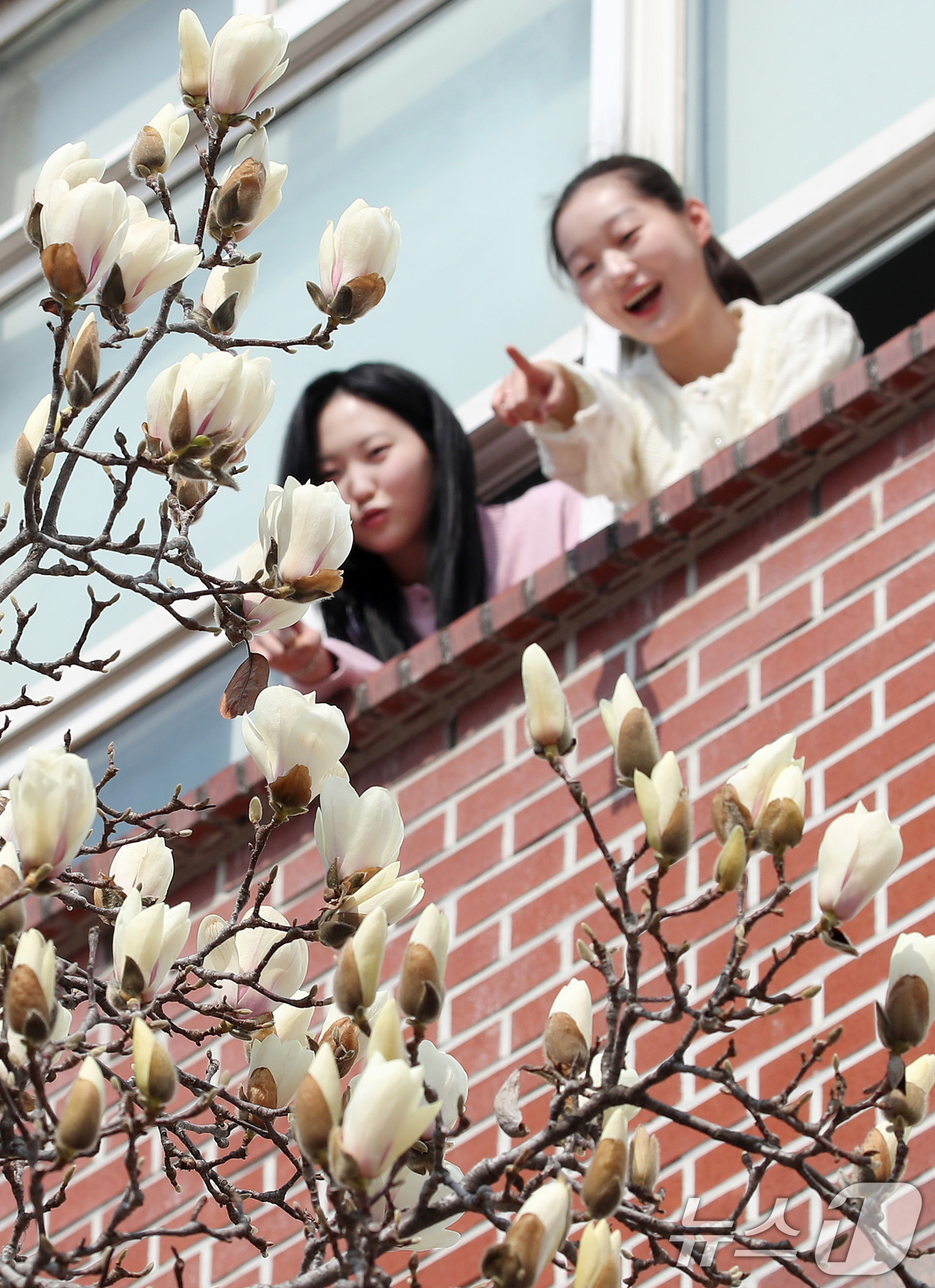 (대구=뉴스1) 공정식 기자 = 10일 오전 대구 북구 영진전문대 복현캠퍼스에서 꽃망울을 터뜨린 목련이 봄소식을 전하고 있다. 2026.3.10/뉴스1