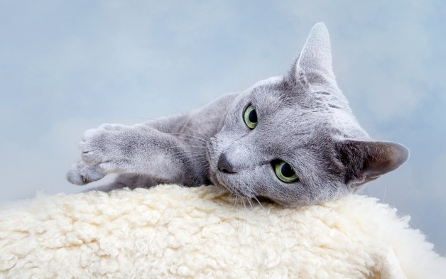 넬동물의료센터-전북대, 고양이 희귀 간 증례 SCI급 국제학술지 게재