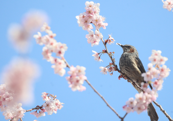 [오늘의 날씨] 부산·경남(11일, 수)…일교차 15도 안팎, 건조 주의