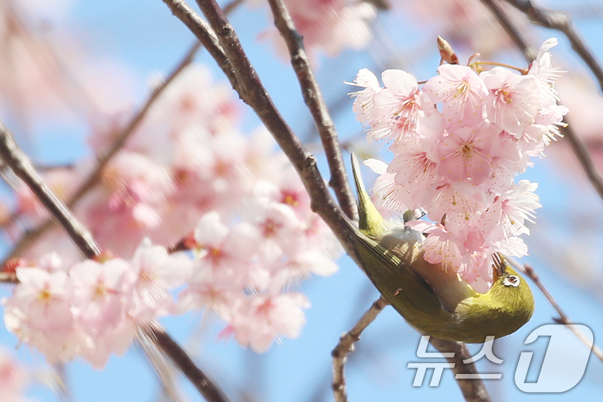 (부산=뉴스1) 윤일지 기자 = 10일 부산 수영구 배화학교에서 동박새가 활짝 핀 벚꽃 꿀을 따 먹으며 봄소식을 전하고 있다. 2026.3.10/뉴스1