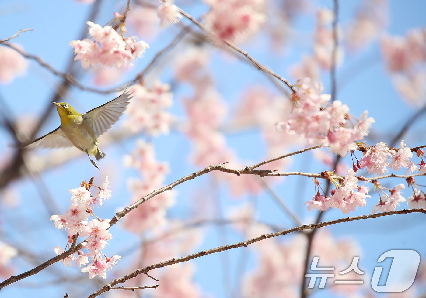 (부산=뉴스1) 윤일지 기자 = 10일 부산 수영구 배화학교에서 동박새가 활짝 핀 벚꽃을 향해 날아가고 있다. 2026.3.10/뉴스1