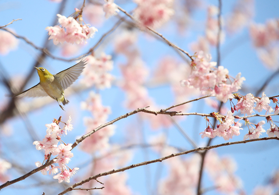 벚꽃이 반가운 동박새
