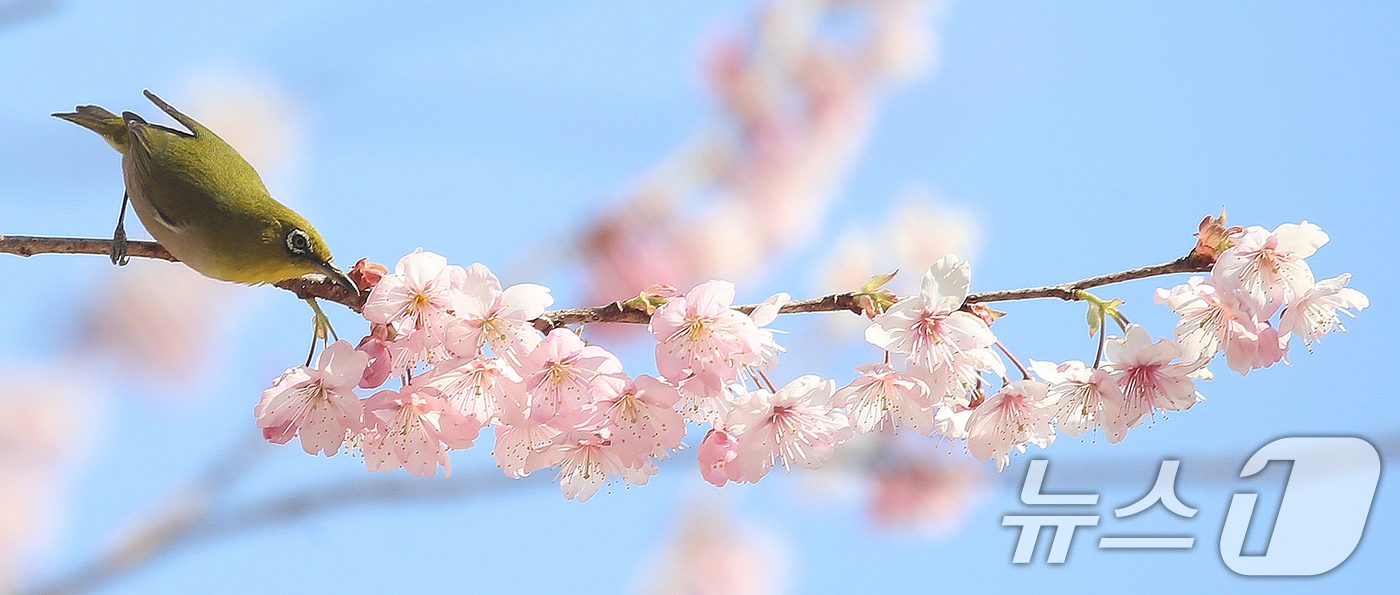 (부산=뉴스1) 윤일지 기자 = 10일 부산 수영구 배화학교에서 동박새가 활짝 핀 벚꽃 꿀을 따 먹으며 봄소식을 전하고 있다. 2026.3.10/뉴스1