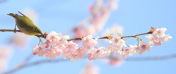 벚꽃이 반가운 동박새