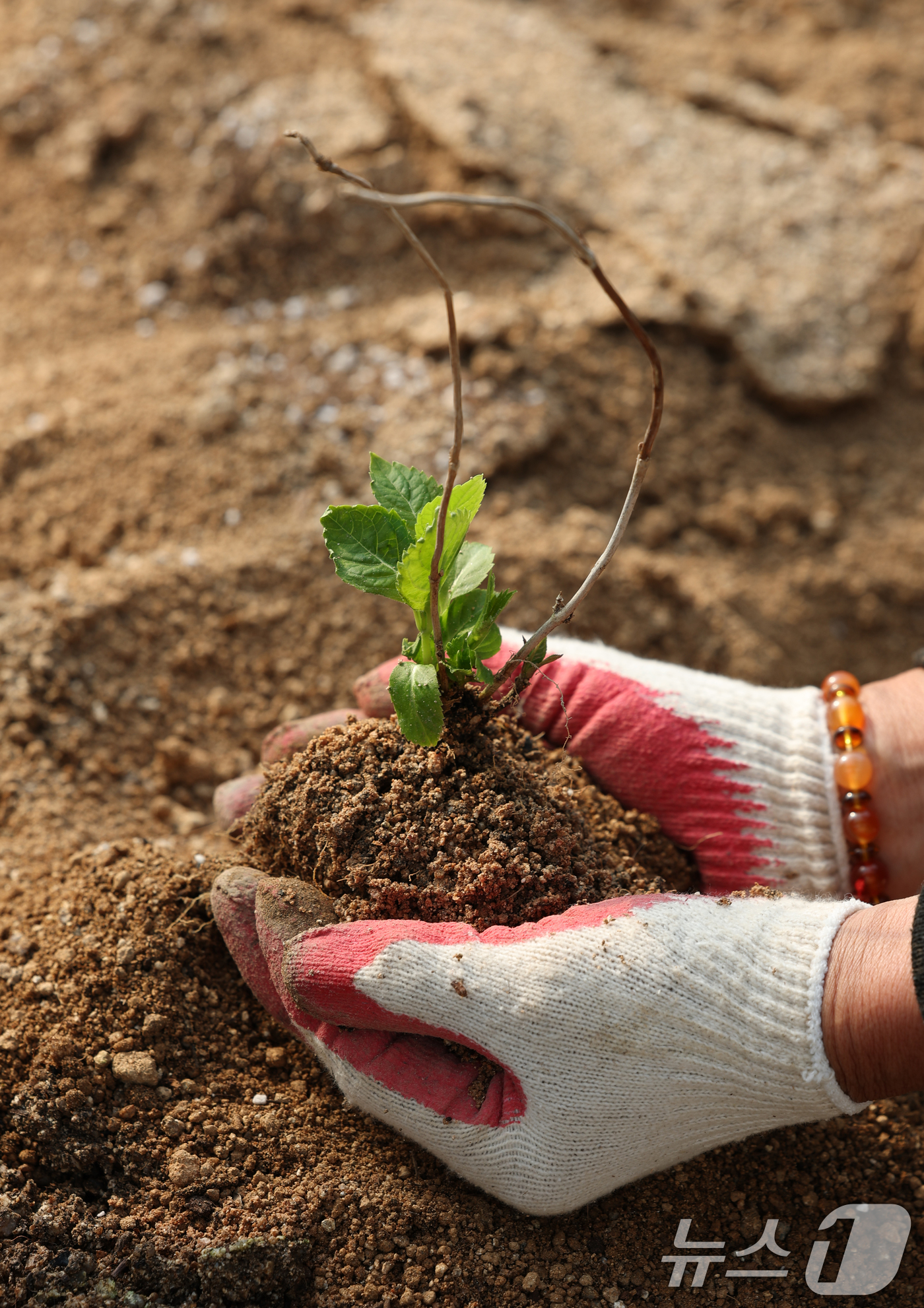 (용인=뉴스1) 김영운 기자 = 제11회 흙의 날을 하루 앞둔 10일 경기 용인시 처인구 원삼면의 한 농원에서 관계자가 분갈이를 하고 있다.흙의 날은 매년 3월 11일로 농촌진흥청 …