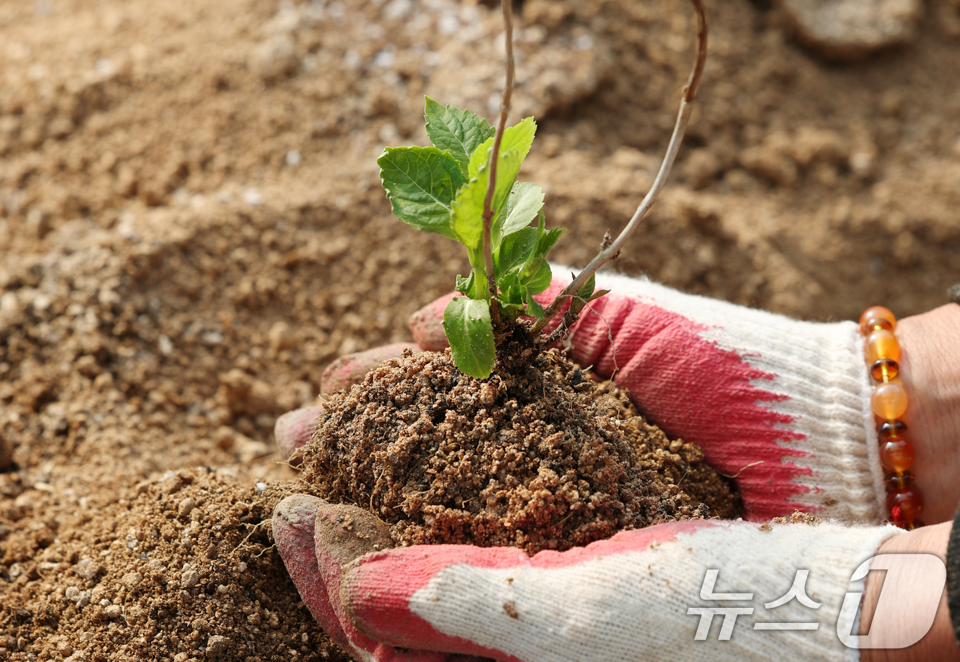 (용인=뉴스1) 김영운 기자 = 제11회 흙의 날을 하루 앞둔 10일 경기 용인시 처인구 원삼면의 한 농원에서 관계자가 분갈이를 하고 있다.흙의 날은 매년 3월 11일로 농촌진흥청 …