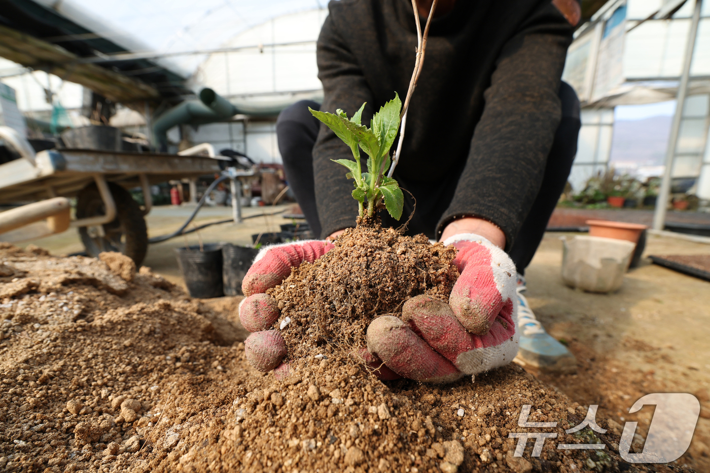 (용인=뉴스1) 김영운 기자 = 제11회 흙의 날을 하루 앞둔 10일 경기 용인시 처인구 원삼면의 한 농원에서 관계자가 분갈이를 하고 있다.흙의 날은 매년 3월 11일로 농촌진흥청 …