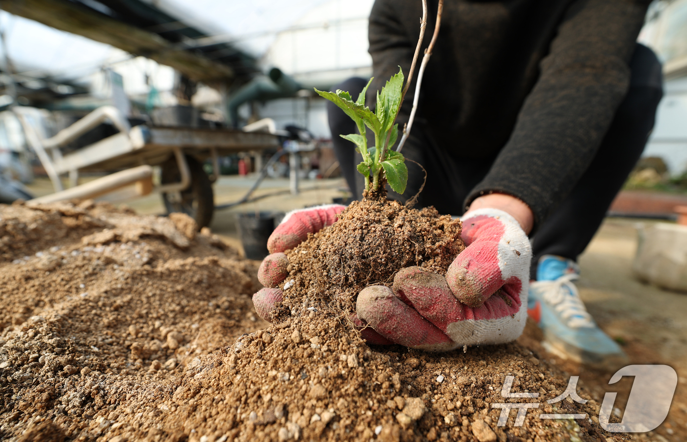 (용인=뉴스1) 김영운 기자 = 제11회 흙의 날을 하루 앞둔 10일 경기 용인시 처인구 원삼면의 한 농원에서 관계자가 상토 작업을 하고 있다.흙의 날은 매년 3월 11일로 농촌진 …