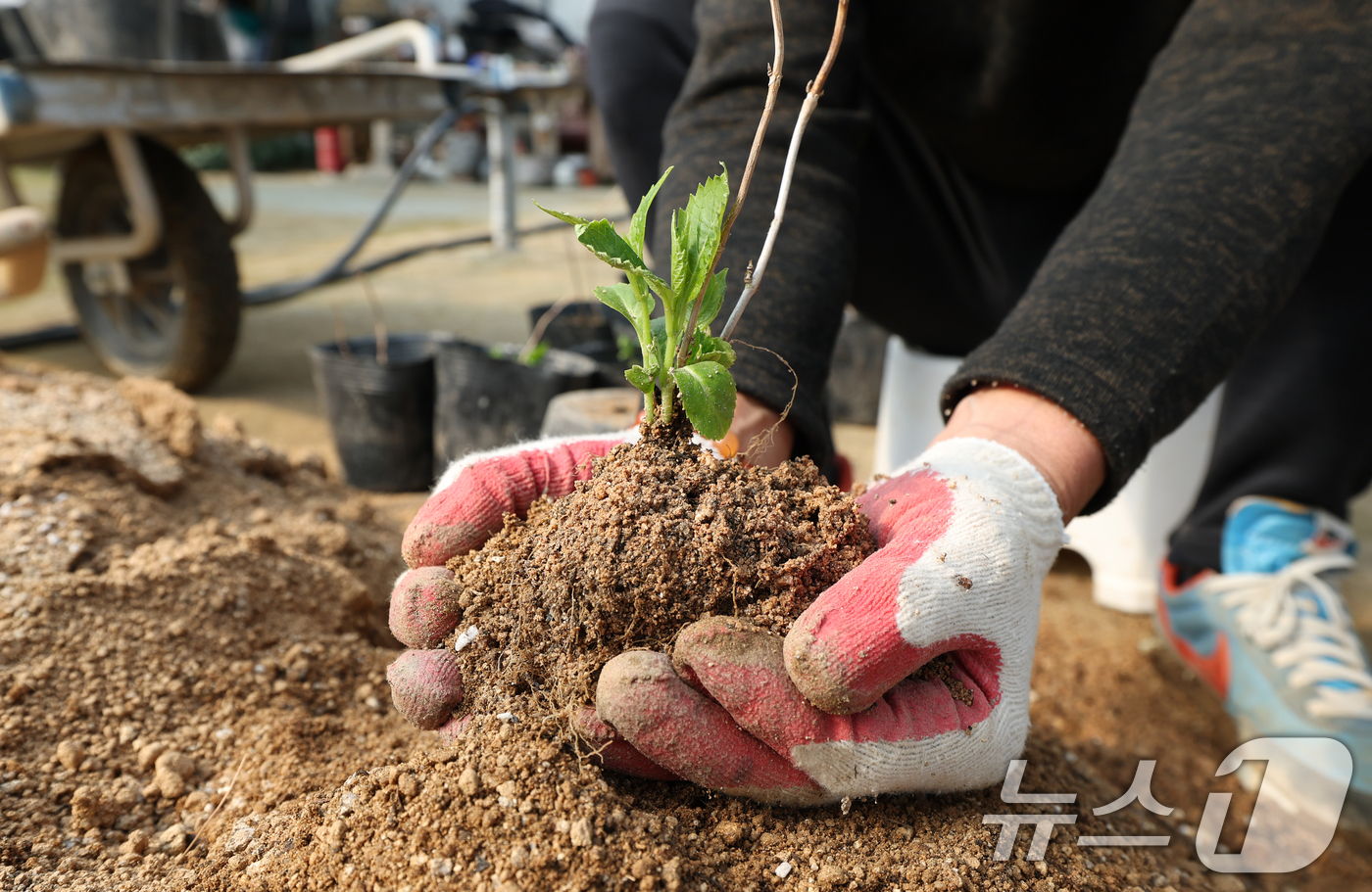 (용인=뉴스1) 김영운 기자 = 제11회 흙의 날을 하루 앞둔 10일 경기 용인시 처인구 원삼면의 한 농원에서 관계자가 분갈이를 하고 있다.흙의 날은 매년 3월 11일로 농촌진흥청 …