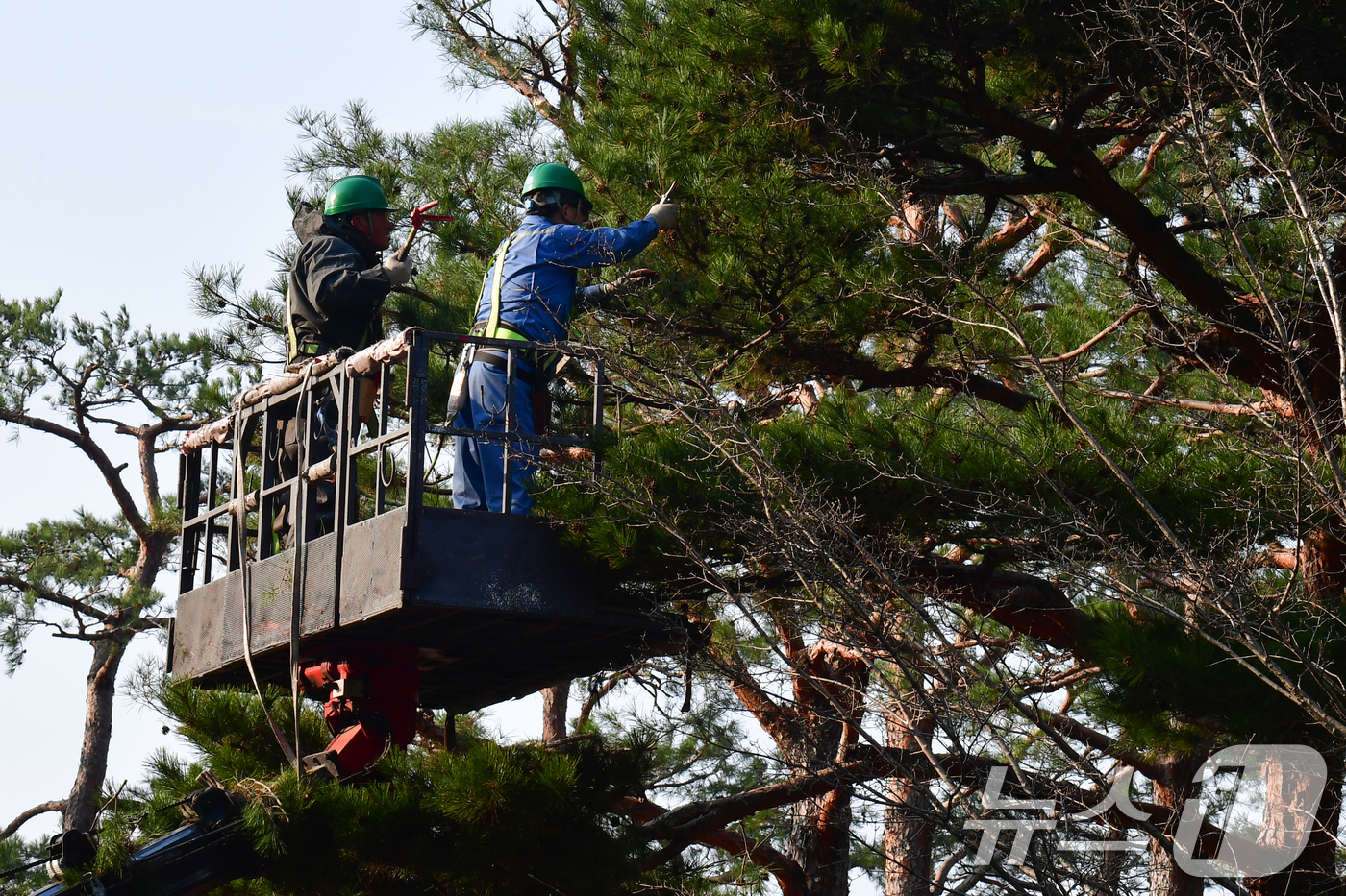 (포항=뉴스1) 최창호 기자 = 10일 경북 포항시청 화단에서 근로자들이 소나무 가지치기를 하고 있다.  2026.3.10/뉴스1