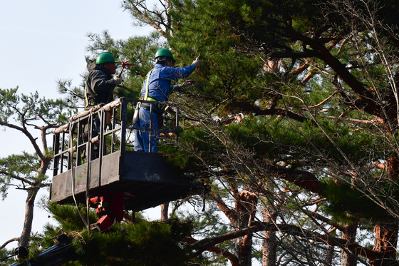 봄맞이 가지치기