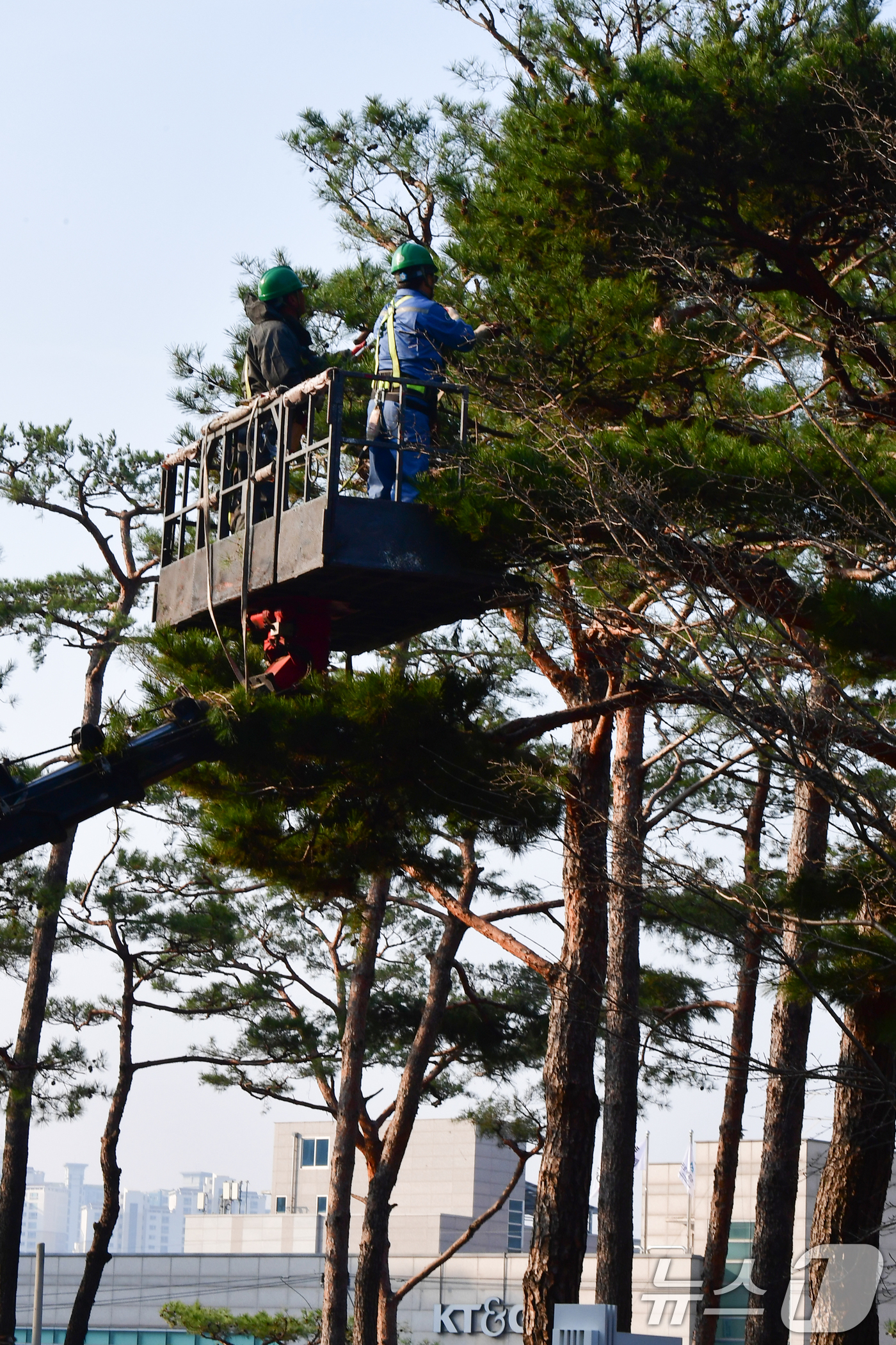(포항=뉴스1) 최창호 기자 = 10일 경북 포항시청 화단에서 근로자들이 소나무 가지치기를 하고 있다. 2026.3.10/뉴스1